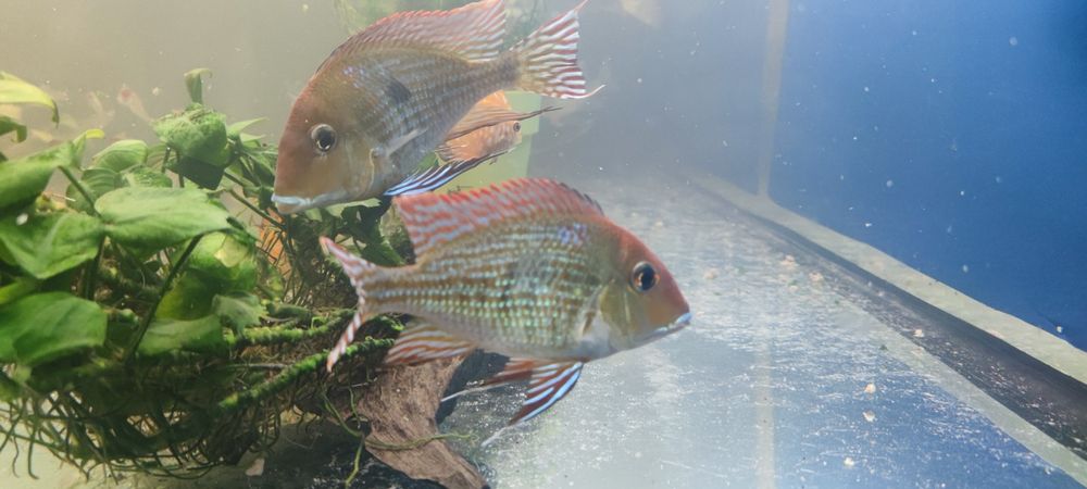 Ziemiojady Red Heat Tapajos