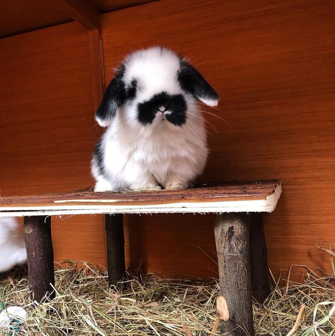 KIT Coelhos anões orelhudos, mini lop desparasitados