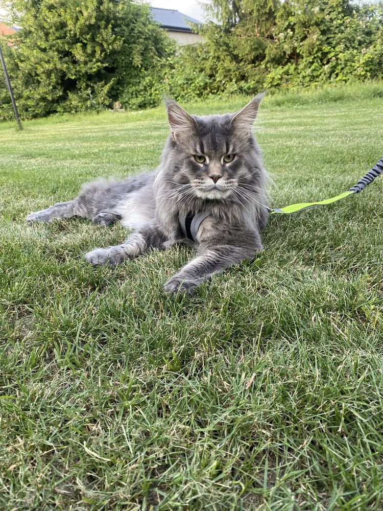 Maine Coon kotka srebrna przepiękna, rodowód