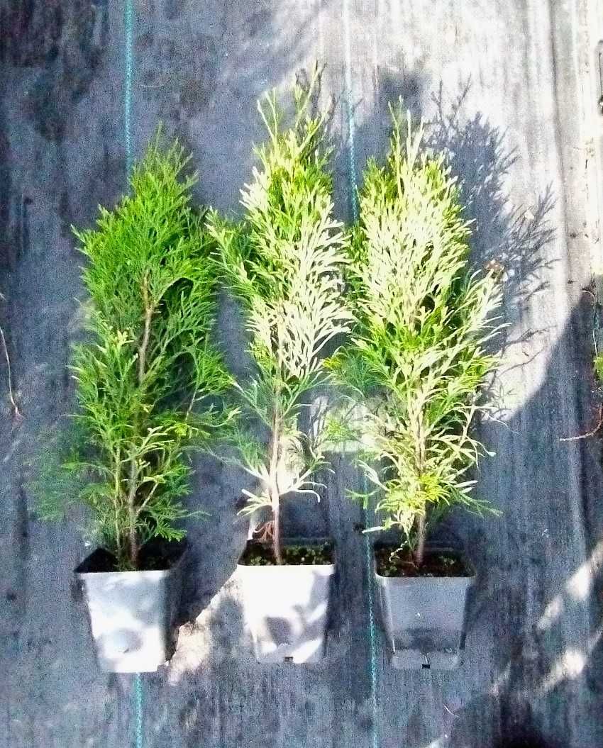 Tuja szmaragd wys.40 cm