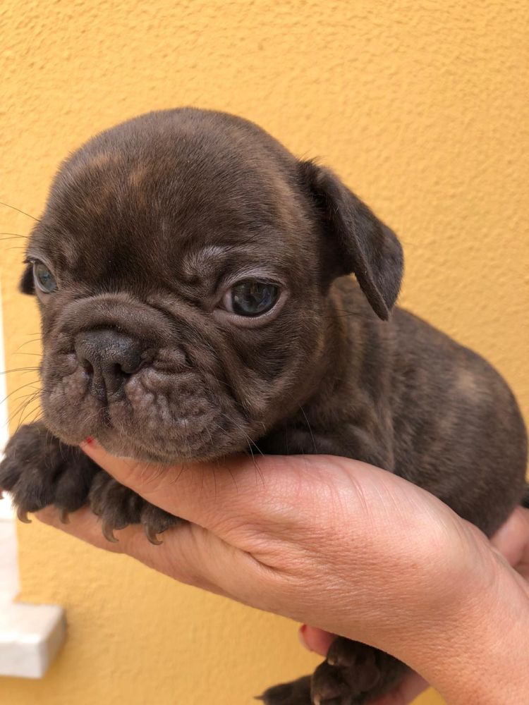 Bulldog francês   macho top exotico