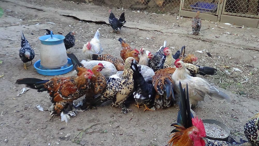 кури карликові. мільфльор