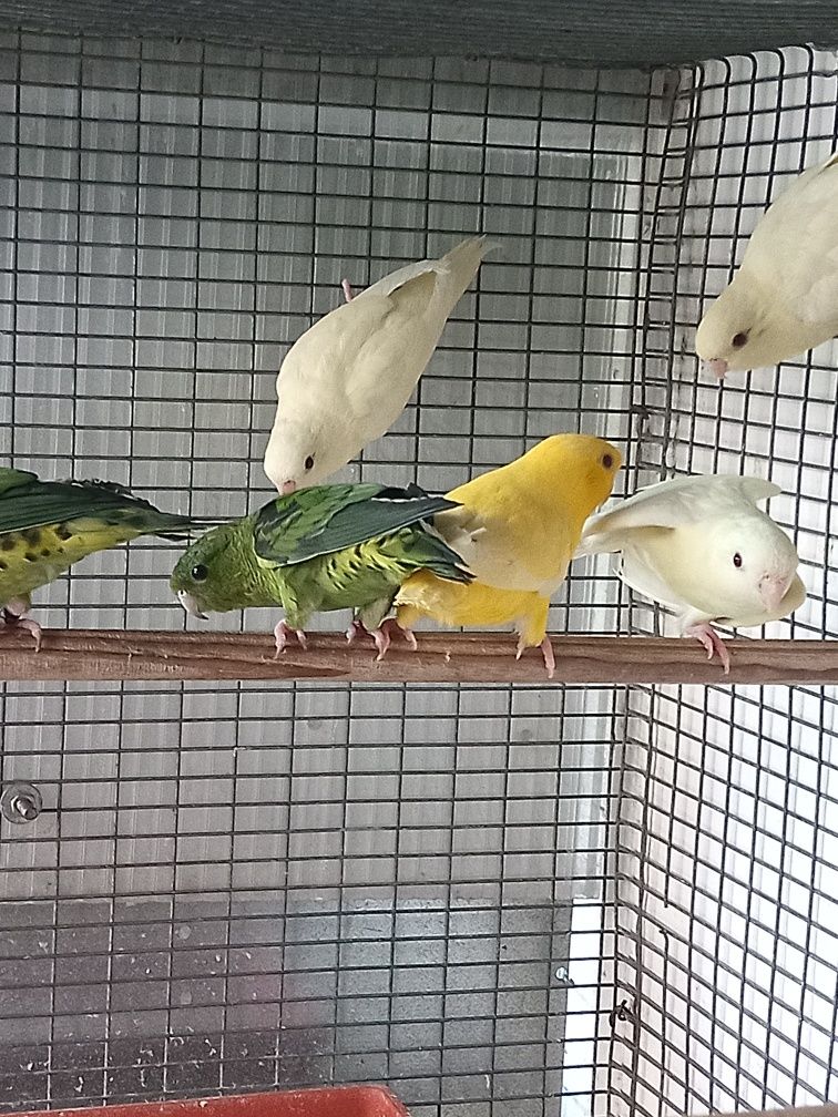 Catarinas para cedência