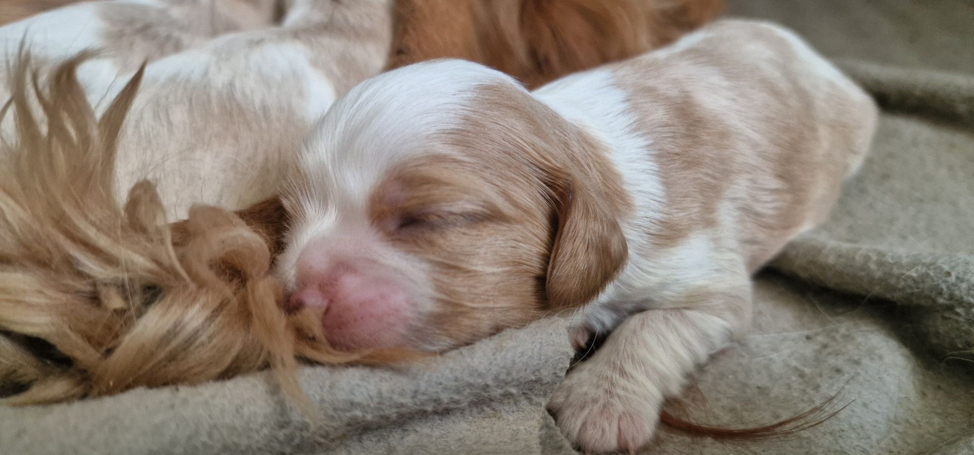 Cavalier King Charles Spaniel FCI