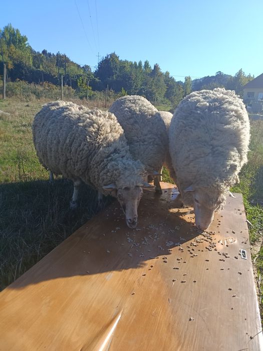 Ovelhas para venda