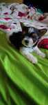 Pies York mini yorkshire terrier miniaturka tricolor