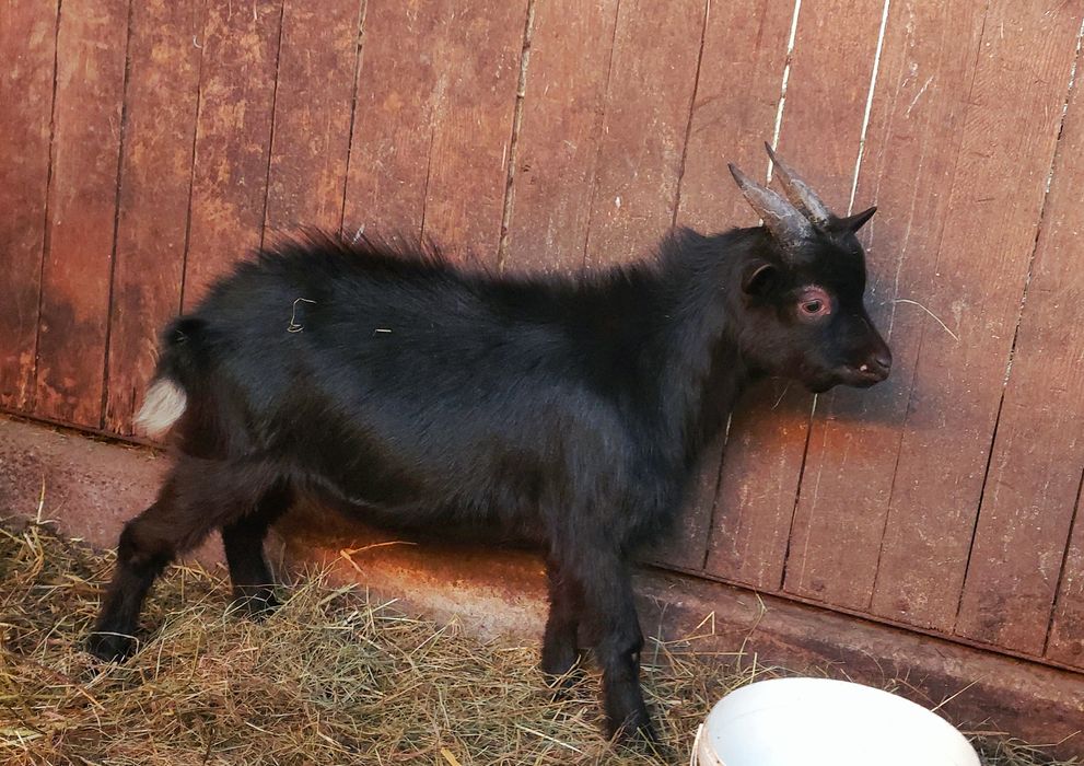 Продам молодих Цапів породи Західно-Африканських карликових кіз