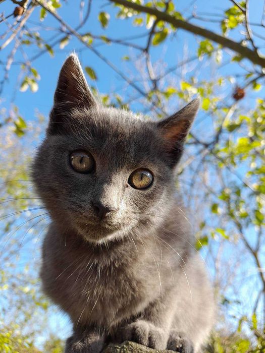 Віддам в добрі руки кошеня.