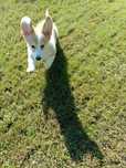 Welsh Corgi Pembroke