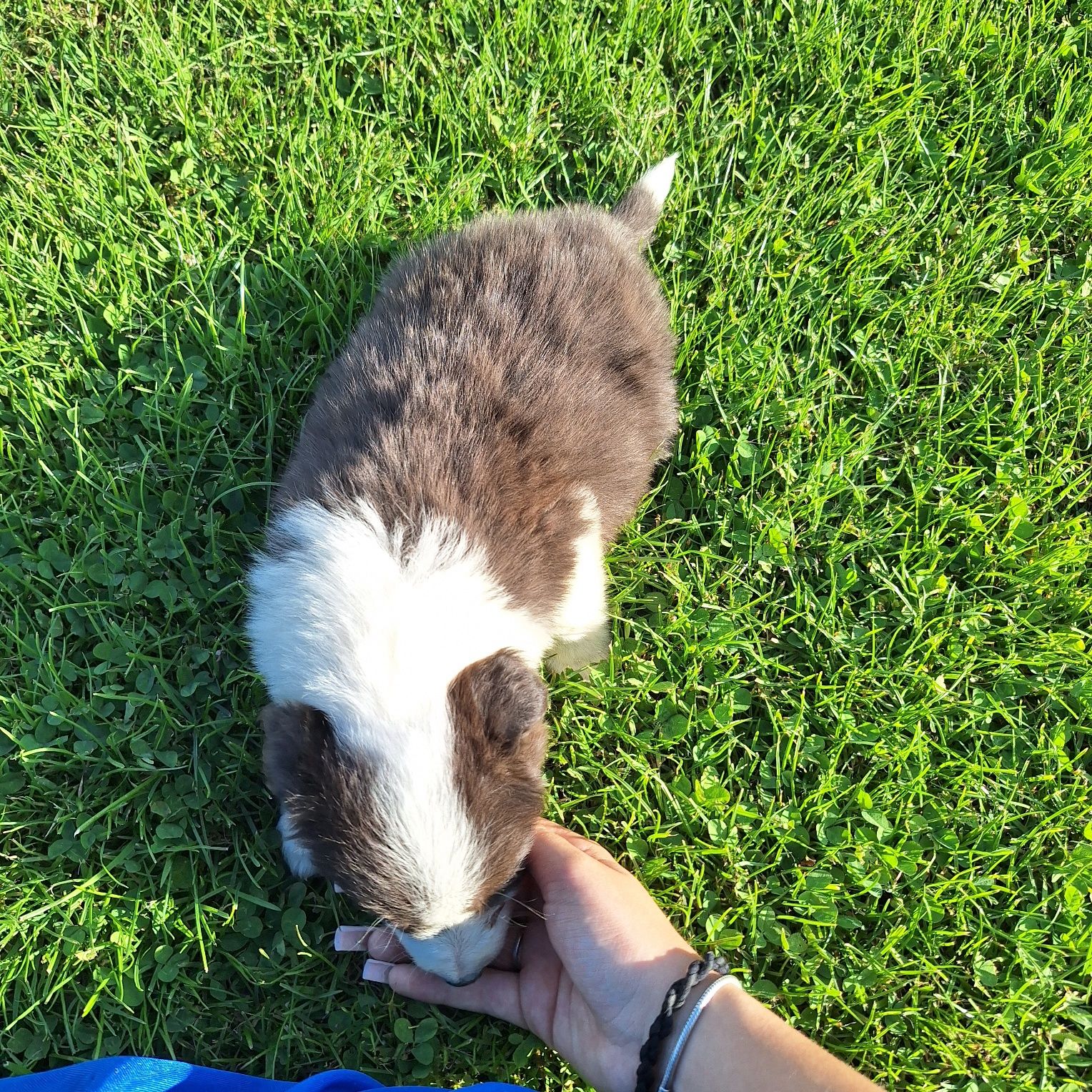 Niebiesko biały Piesek border collie do odbioru