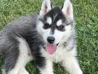 szczenię ki siberian husky ZKwP -  husky który ogrzeje Twoje serce