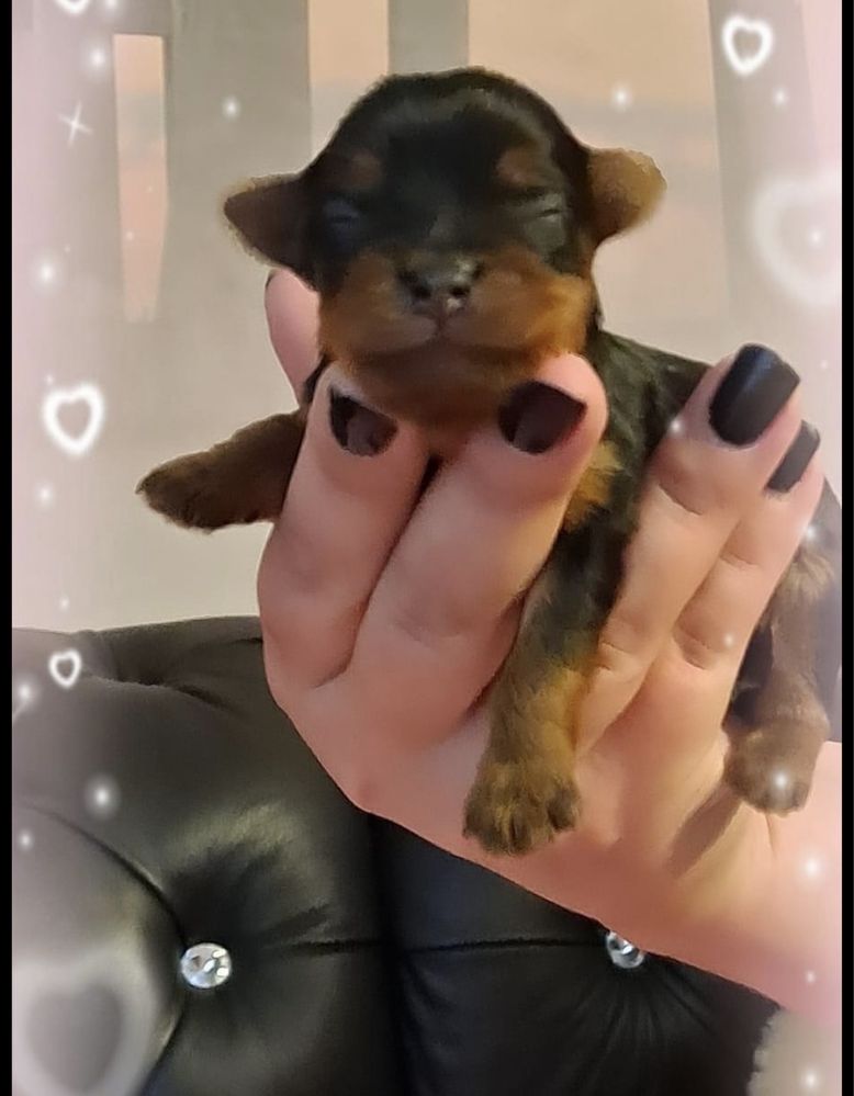 Miniaturka Yorkshire Terrier / piesek / chłopiec