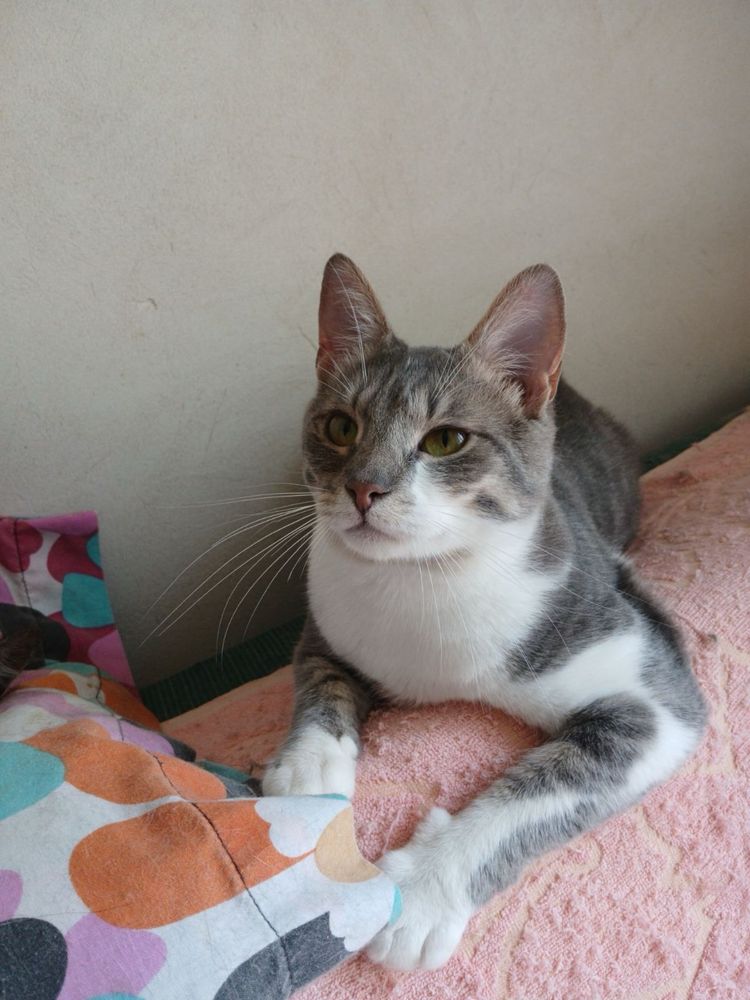 Котик шукає родину