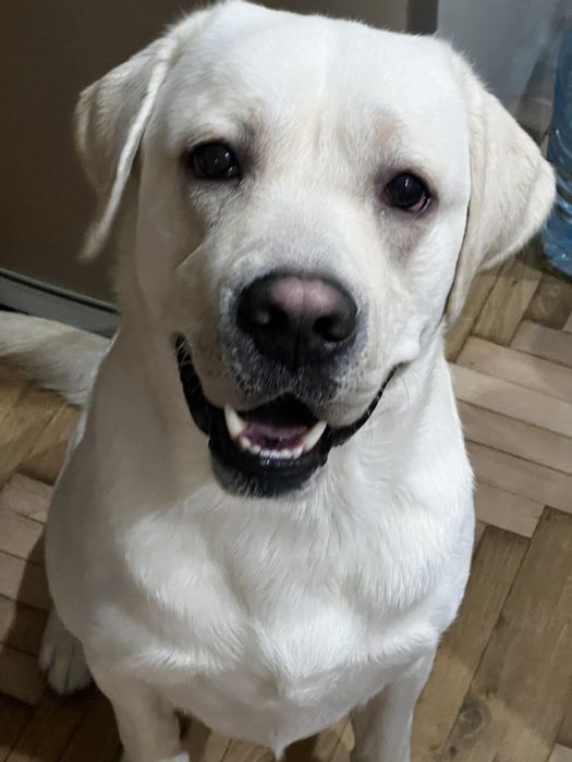 Лабрадор шукає подружку! Вʼязка.