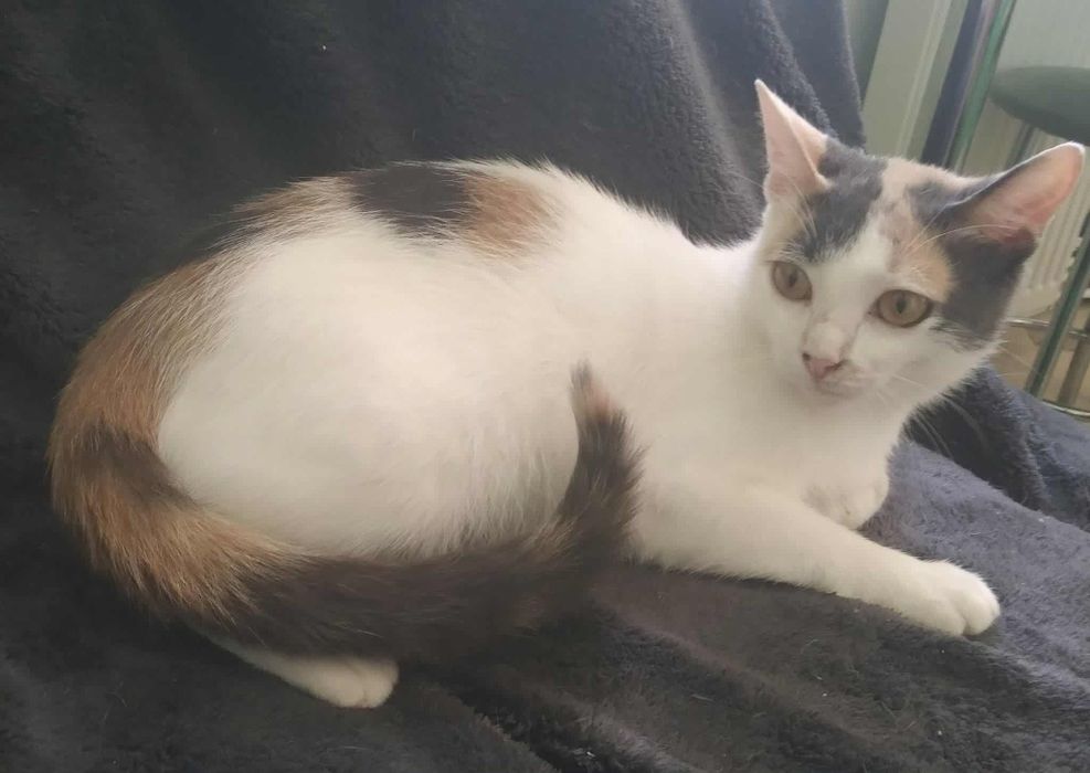 Трьохколірній кішці треба дім