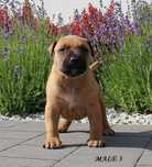 Amstaff szczeniak