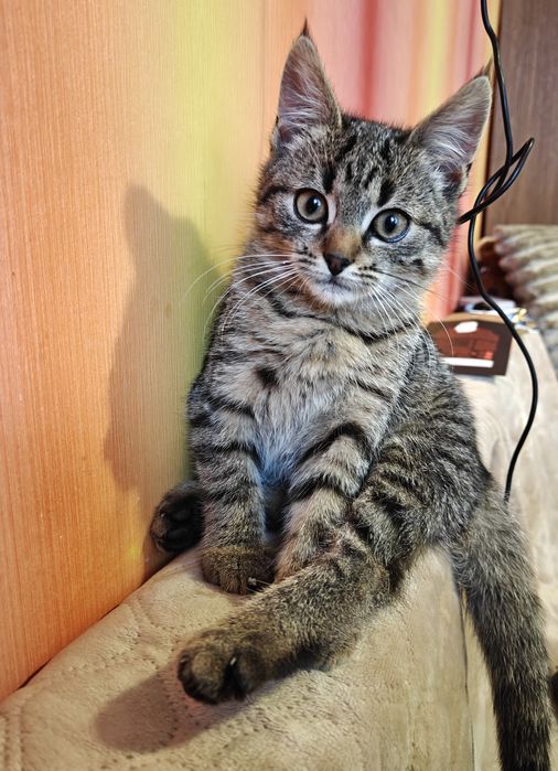 Киця -дівчинка шукає родину