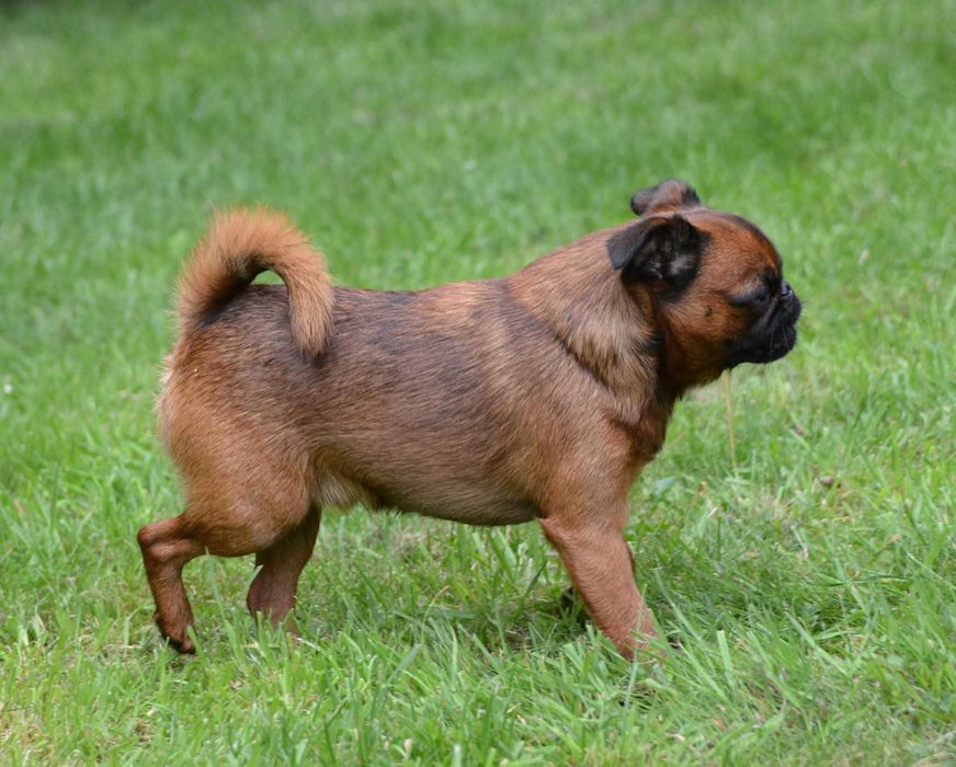 Brabantczyk, gryfonik brabancki.