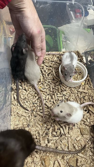 Крысы дамбоухие,ручные,Харьков