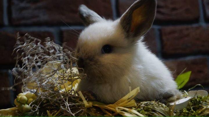 Mini Lop Baranek Miniaturowy Miniaturka Hiszpania Anglia metryka