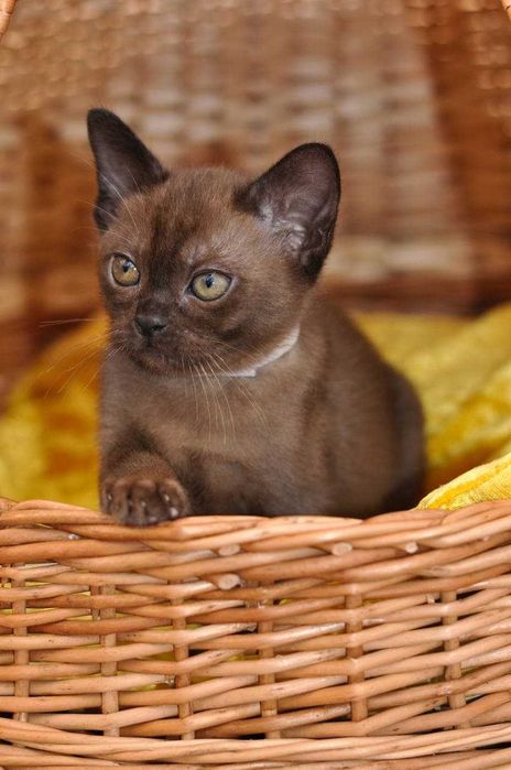 Питомник Бурманских кошек