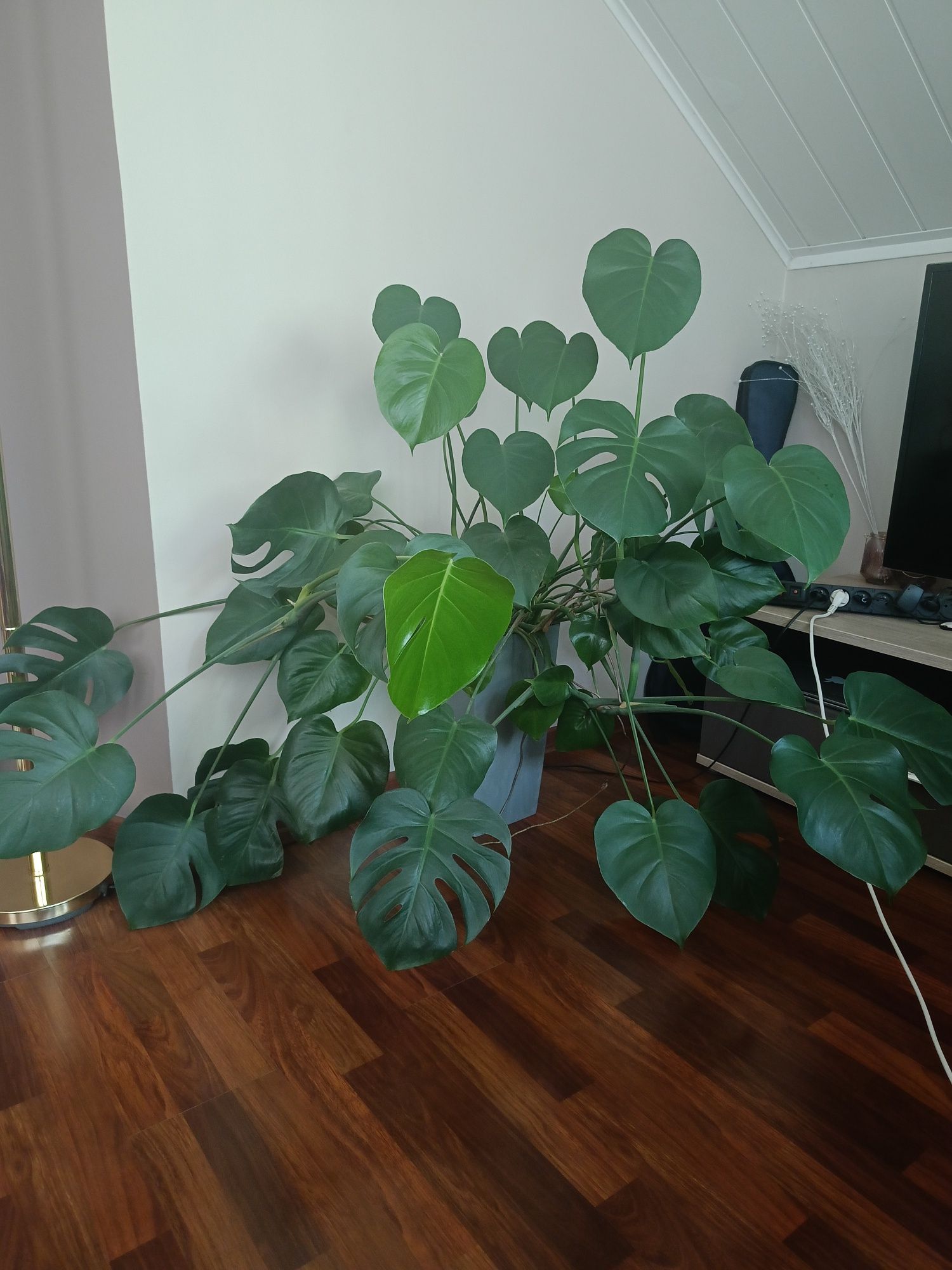Monstera doniczkowe
