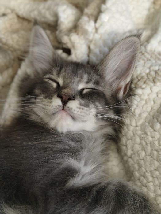 Kocurek Maine coon Odi