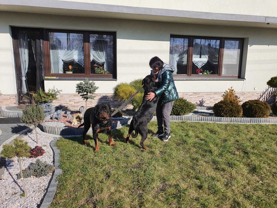 Rottweiler pies dorosły