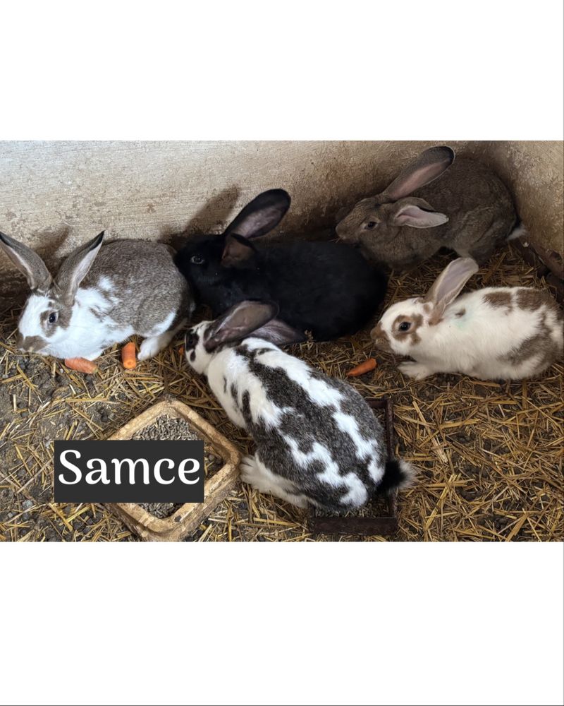 Króliki samce i samice