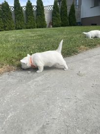 West Highland White Terrier - sczenię.