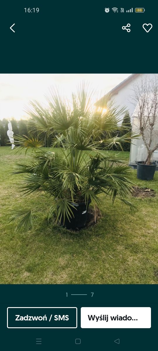 Palma Karlatka Chamaerops Humilis mrozoodporna. 

W doniczce jest 7 sz