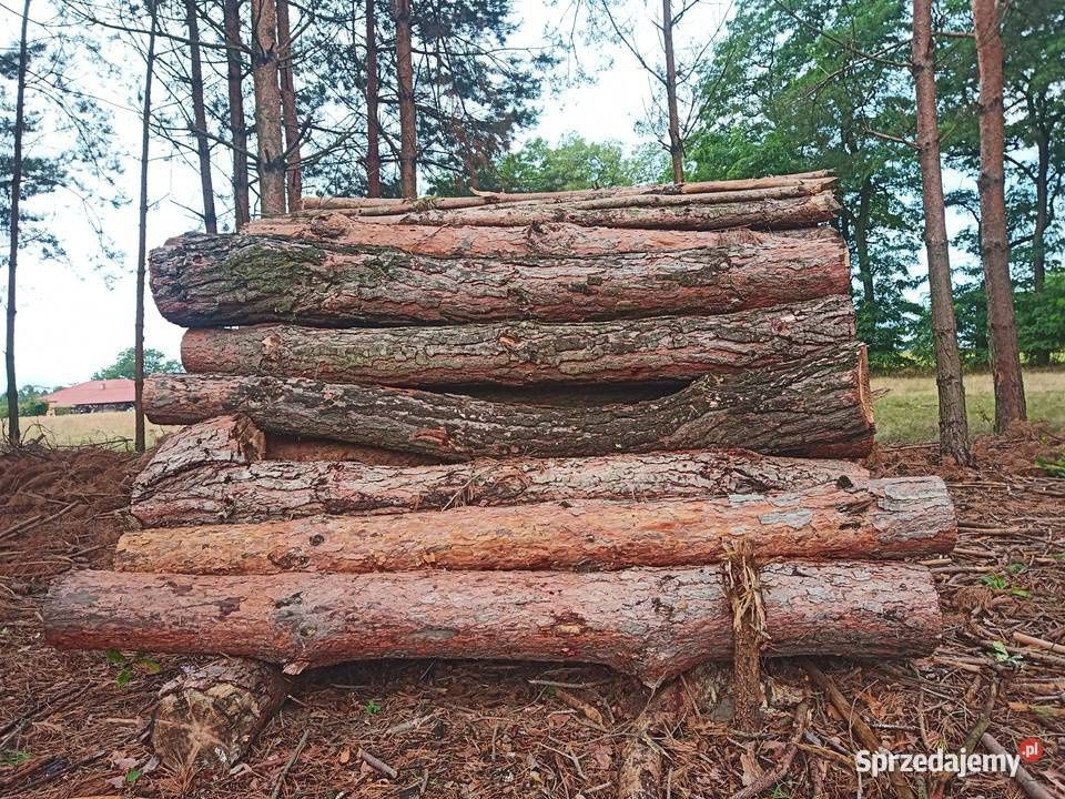 Drewno drzewo opałowe sosna wałki gałęzie gałęziówka
