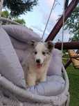 Border Collie / blue merle/ ZKwP piesek