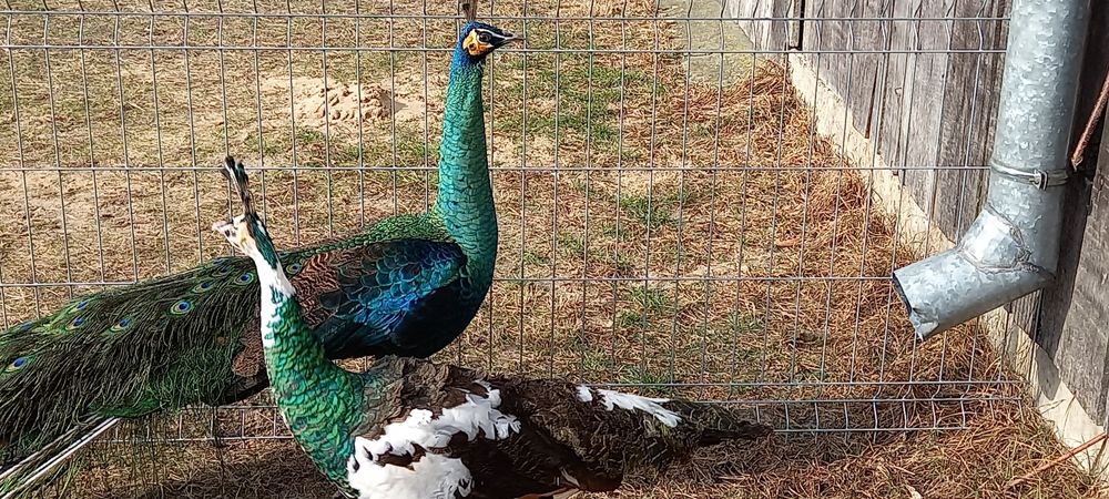 Paw pawie szmaragdowe z 2025r