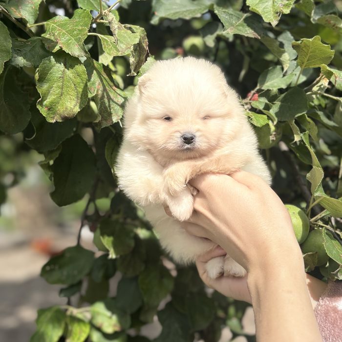 чудова дівчинка шоу классу