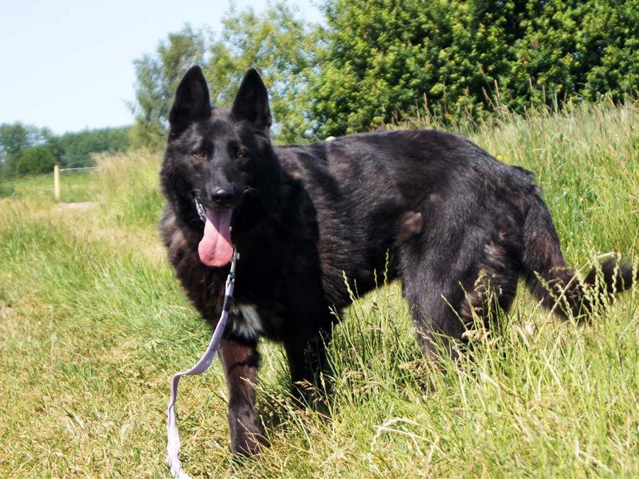 Murin - idealny pies w typie czarnego owczarka niemieckiego