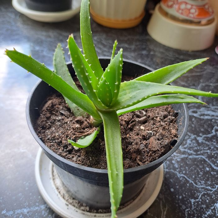 Aloes drzewiasty  zdrowa sadzonka