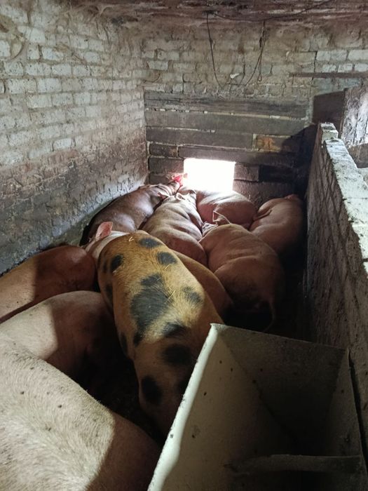 Продам свиней живою вагою, 110 грн за кг, ціна договірна