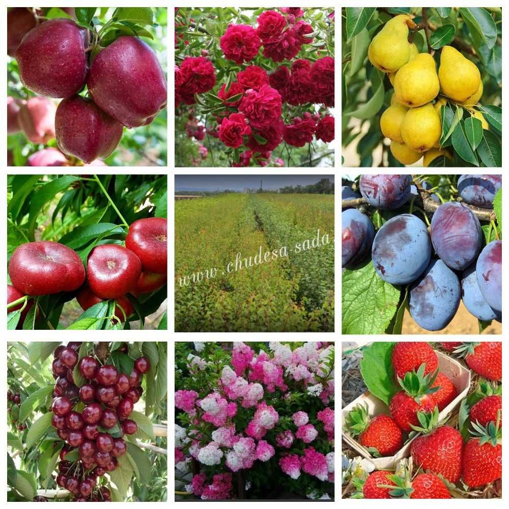 Саженцы элитных сортов плодово ягодных более 1000 товаров питомник.