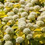 Pęcherznica kalinolistna 'Nugget' (Physocarpus) Doniczka 2.0L