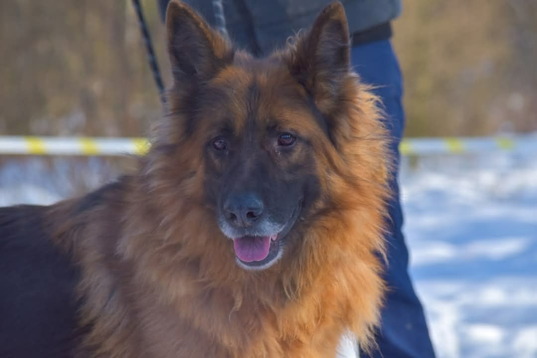 Piękny owczarek niemiecki Prozac do adopcji ze schroniska.