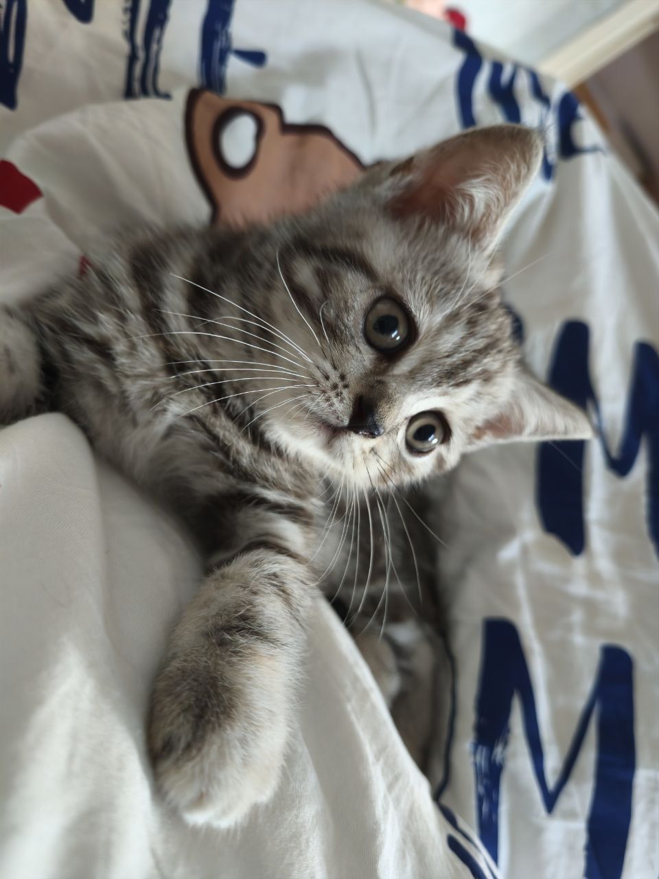 Красивий шотландский прямоухий котенок девочка