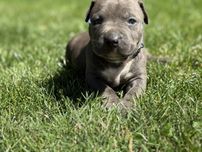 Amstaff piesek niebieski nr 4