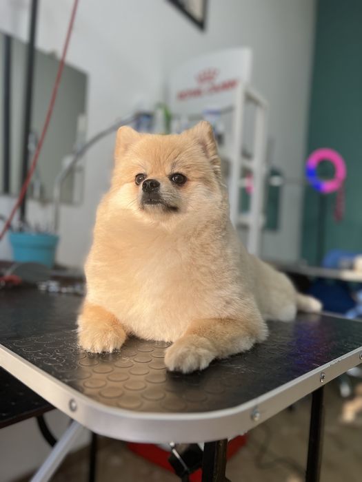 Груминг,грумінг,грумер,стрижка собак и кошек