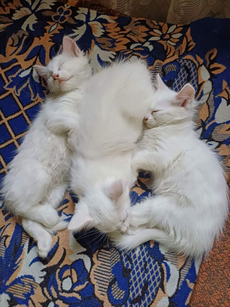 Кошенята в добрі руки