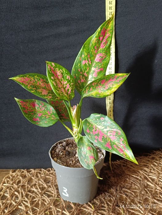 Аглаонема «Strawberry Baby» (Стравберрі Бебі)