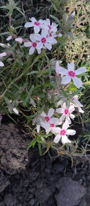 Шиловидні флокси,грунтопокривні