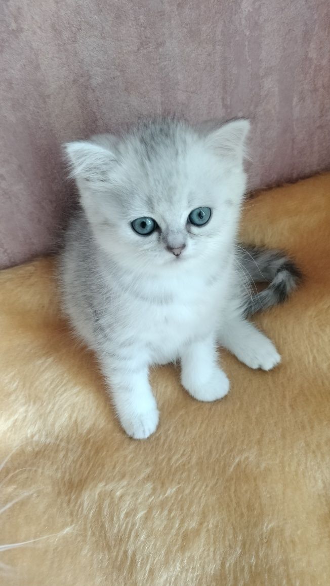 Кошенята дівчинка гарнюся