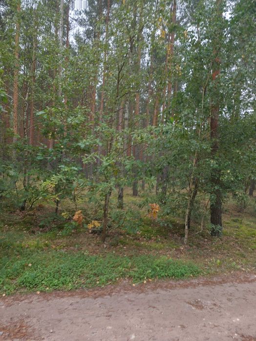 Sprzedam działkę leśną