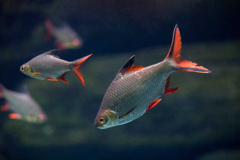 Brzanka Schwanenfelda - wielka - Barbonymus schwanefeldii - DOWOZIMY
